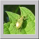 Phyllobius pomaceus - Ruesselkaefer 03.jpg